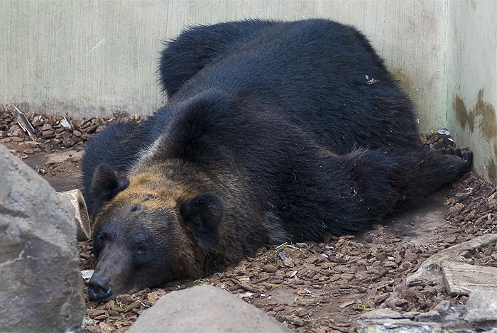 ueno zoo hokkaido grizzly